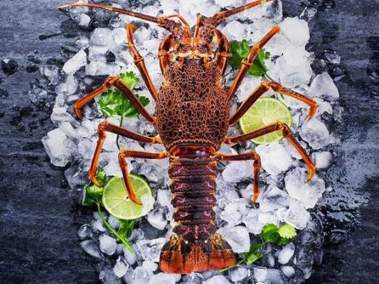 Tôm hùm Úc với giá trị xuất khẩu 500 triệu USD mỗi năm 1 Tom-hum-uc-1