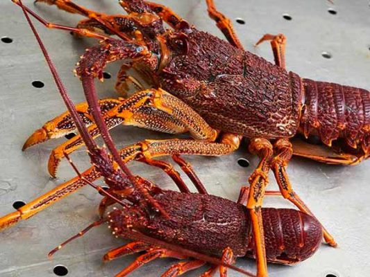 Tôm hùm Úc với giá trị xuất khẩu 500 triệu USD mỗi năm 2 Tom-hum-uc-2