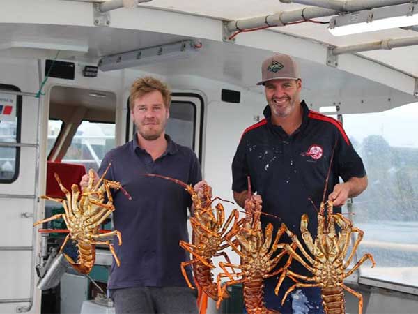 Tôm hùm Úc với giá trị xuất khẩu 500 triệu USD mỗi năm 2 Tom-hum-uc-5