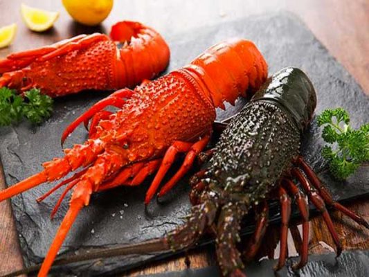 Tôm hùm Úc với giá trị xuất khẩu 500 triệu USD mỗi năm 4 Tom-hum-uc-6