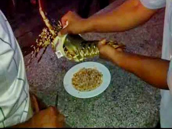 Tiết canh tôm hùm Úc 4 Tiet-canh-tom-hum-uc-4
